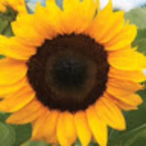 Meet your Posher, Brooklin